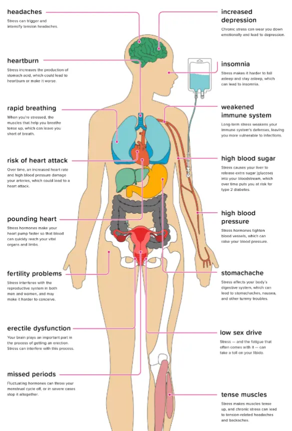 Stress has no mercy. It leads to faster wear of the organs