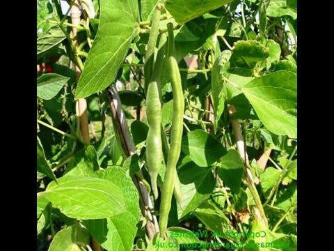 String beans: growing a vitamin crop in the open field