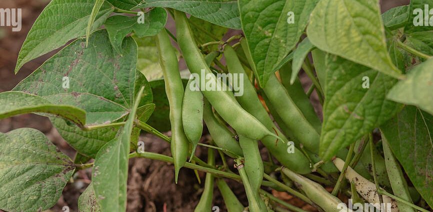 String beans: growing a vitamin crop in the open field