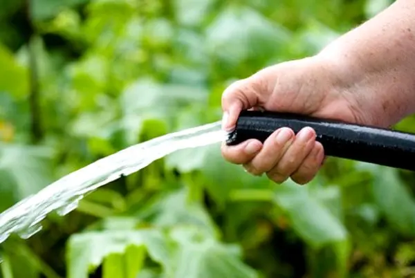 String beans: growing a vitamin crop in the open field