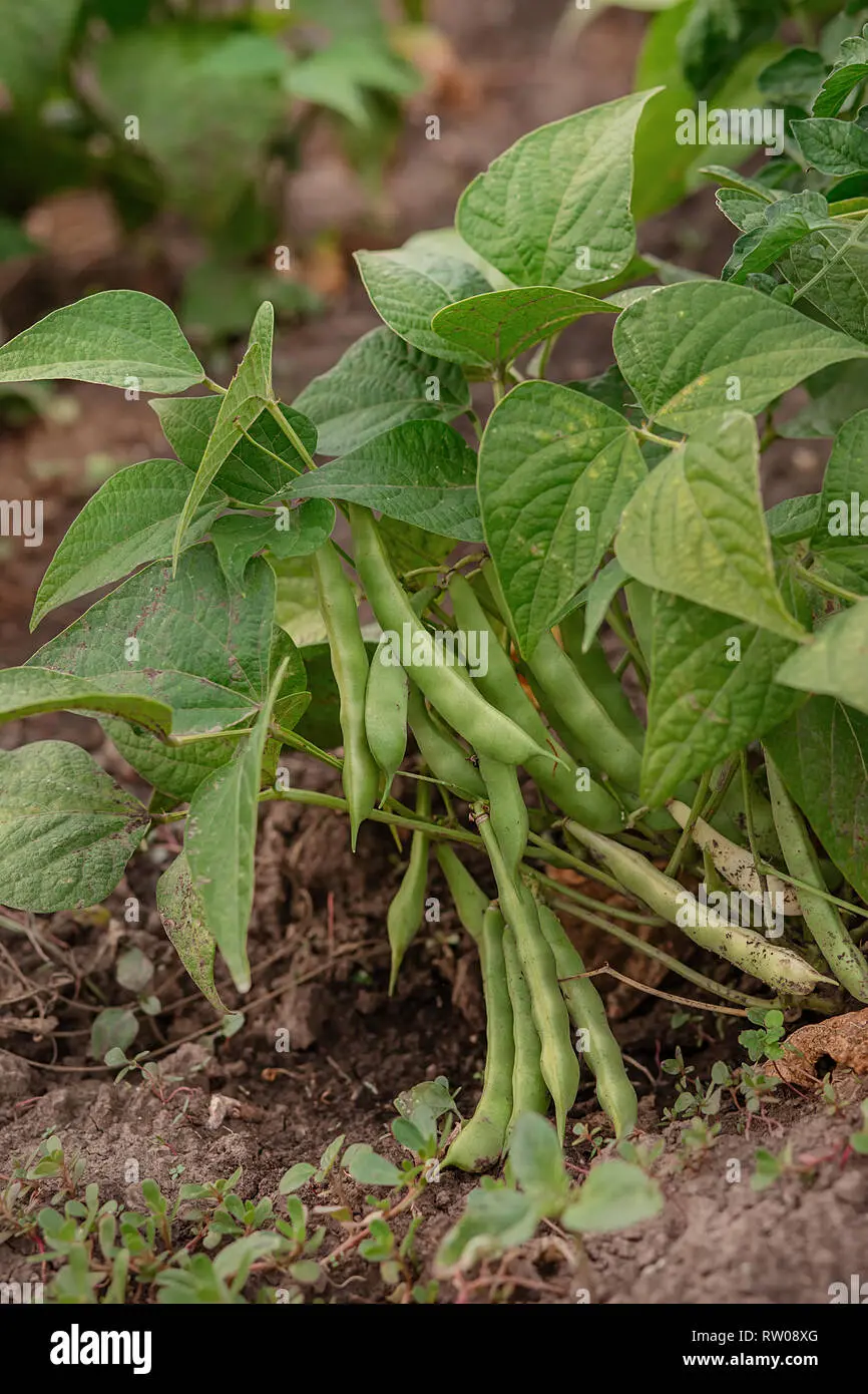 String beans: growing a vitamin crop in the open field