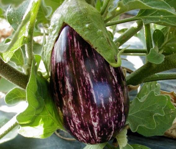 Striped eggplant with photo and description