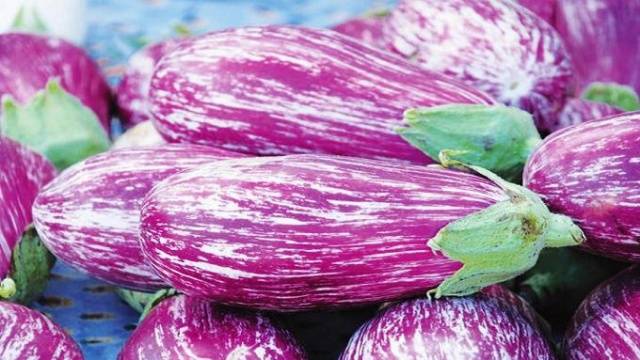 Striped eggplant with photo and description