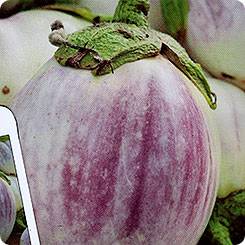 Striped eggplant with photo and description