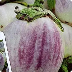 Striped eggplant with photo and description