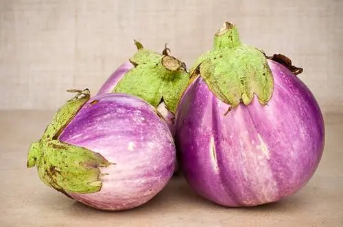 Striped eggplant with photo and description