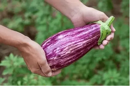 Striped eggplant with photo and description