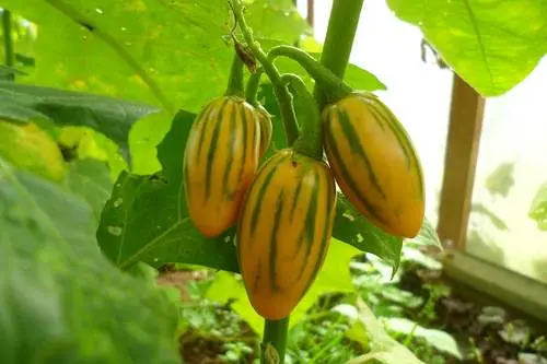 Striped eggplant with photo and description