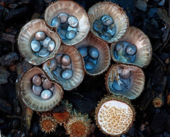 Striped glass: photo and description of the mushroom