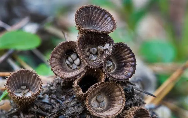 Striped glass: photo and description of the mushroom