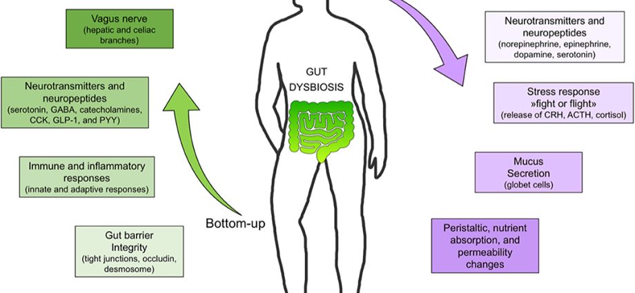 Stroke. What does the bacteria in the gut have to do?