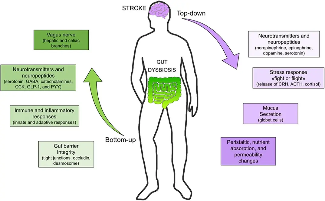 Stroke. What does the bacteria in the gut have to do?