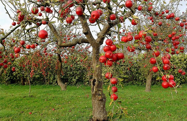 Strong rootstock for apple trees - growing tips