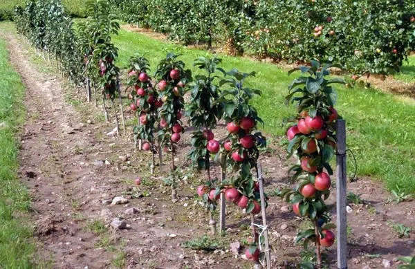 Strong rootstock for apple trees - growing tips