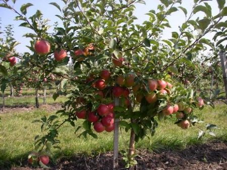 Strong rootstock for apple trees - growing tips