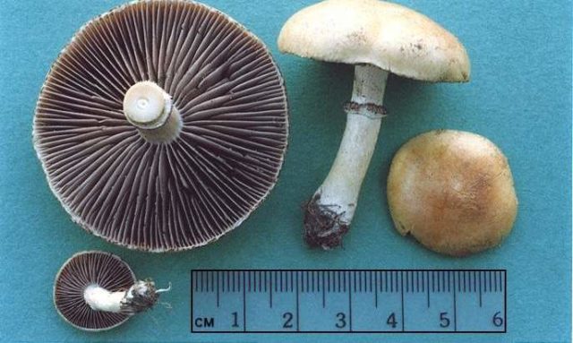 Stropharia black-spore (chernosemyannaya): photo and description