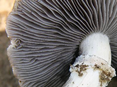 Stropharia black-spore (chernosemyannaya): photo and description