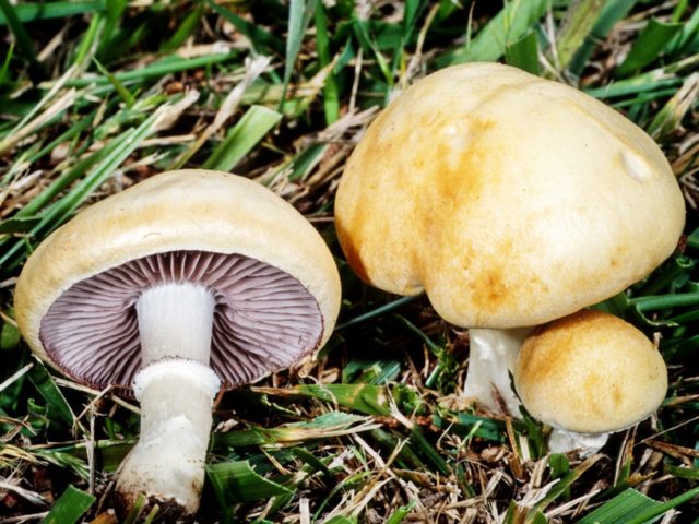 Stropharia black-spore (chernosemyannaya): photo and description