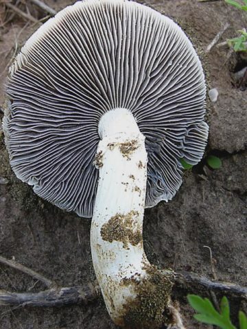 Stropharia black-spore (chernosemyannaya): photo and description