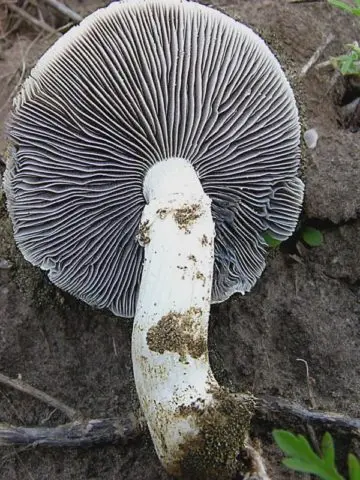 Stropharia black-spore (chernosemyannaya): photo and description