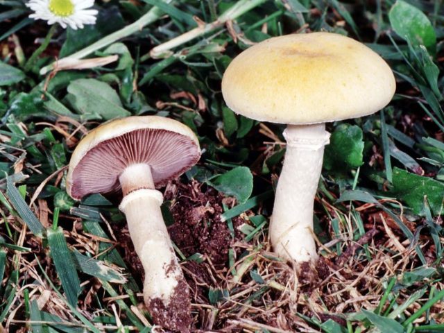 Stropharia black-spore (chernosemyannaya): photo and description