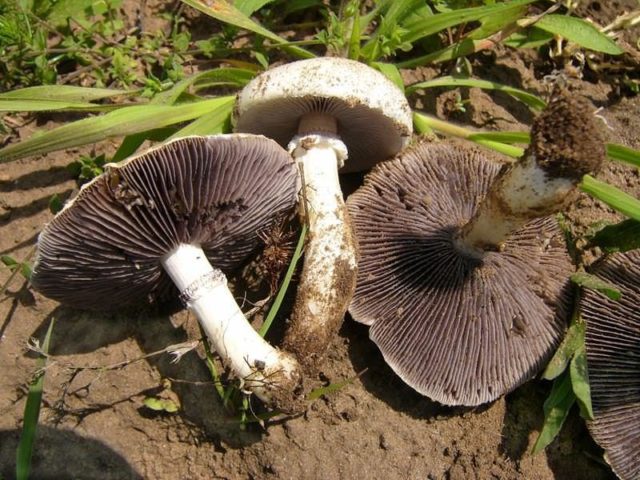 Stropharia black-spore (chernosemyannaya): photo and description