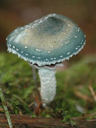 Stropharia niebiesko-zielona (Stropharia aeruginosa) zdjęcie i opis