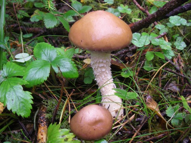 Stropharia Gornemann (Hornemann): photo and description