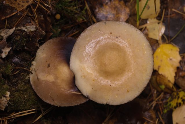 Stropharia Gornemann (Hornemann): photo and description