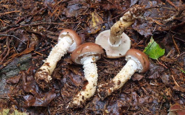 Stropharia Gornemann (Hornemann): photo and description