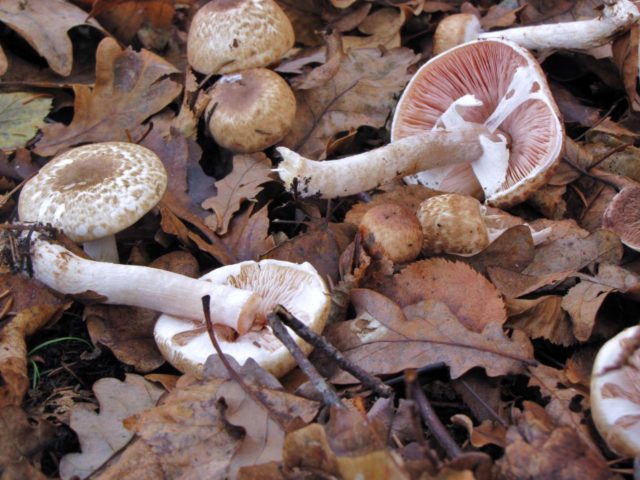 Stropharia Gornemann (Hornemann): photo and description