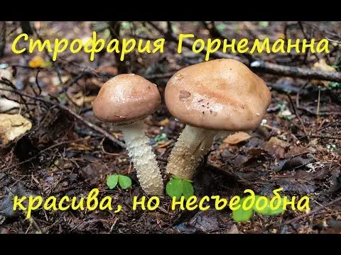 Stropharia Gornemann (Hornemann): photo and description