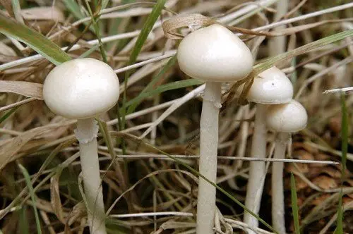 Stropharia hemispherical (Protostropharia semiglobata) photo and description