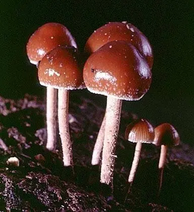 Stropharia shitty (Kakashkina bald head) (Deconica coprophila) photo and description