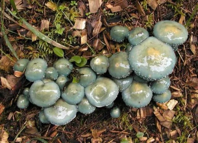 Stropharia sky blue (sky blue): photo and description