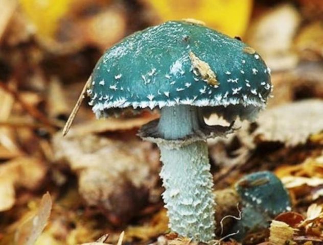 Stropharia sky blue (sky blue): photo and description