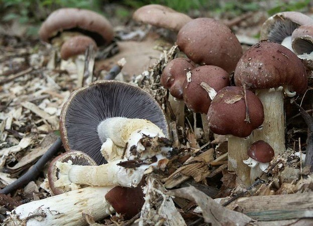 Stropharia wrinkled-annular (ring): photo and description