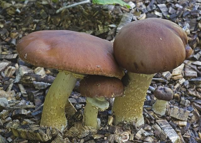 Stropharia wrinkled-annular (ring): photo and description