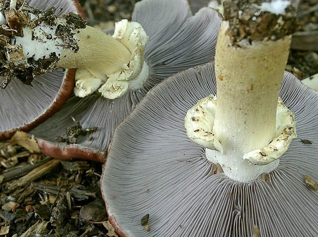 Stropharia wrinkled-annular (ring): photo and description