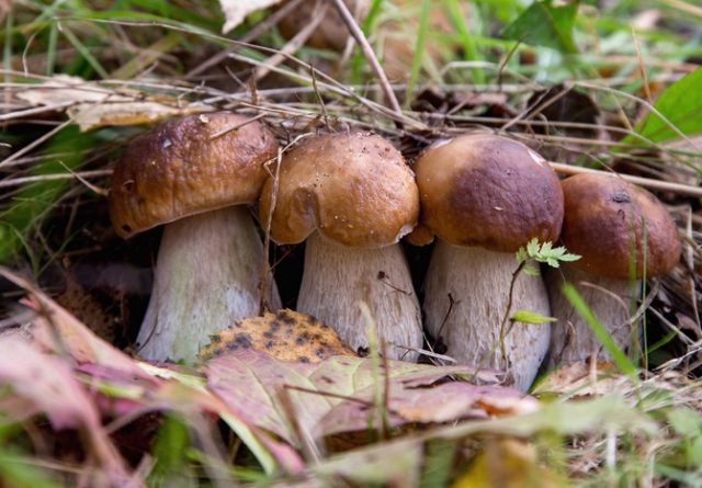 Stropharia wrinkled-annular (ring): photo and description