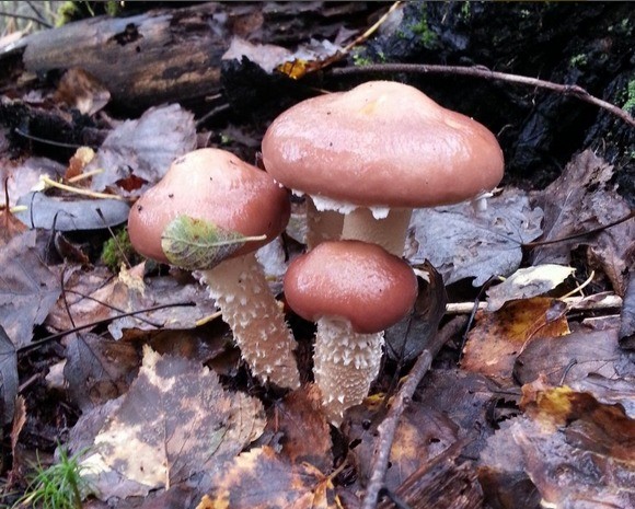 Stropharia wrinkled-annular (ring): photo and description