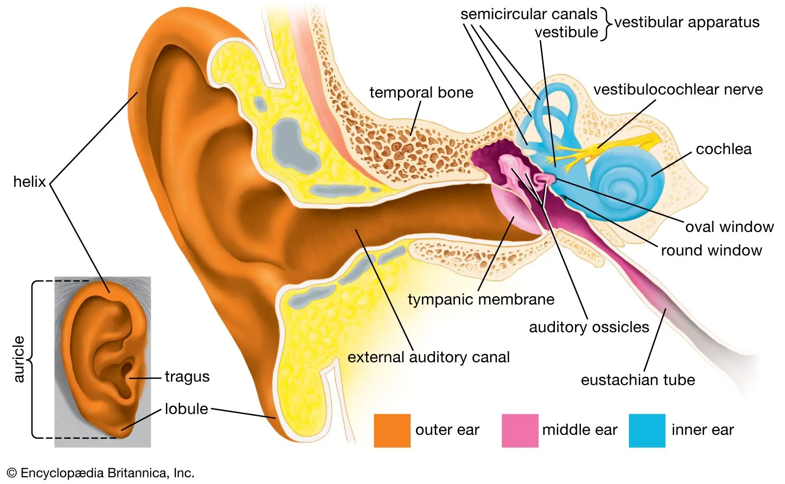 Structure of the ear &#8211; outer ear, middle ear, inner ear and their functions