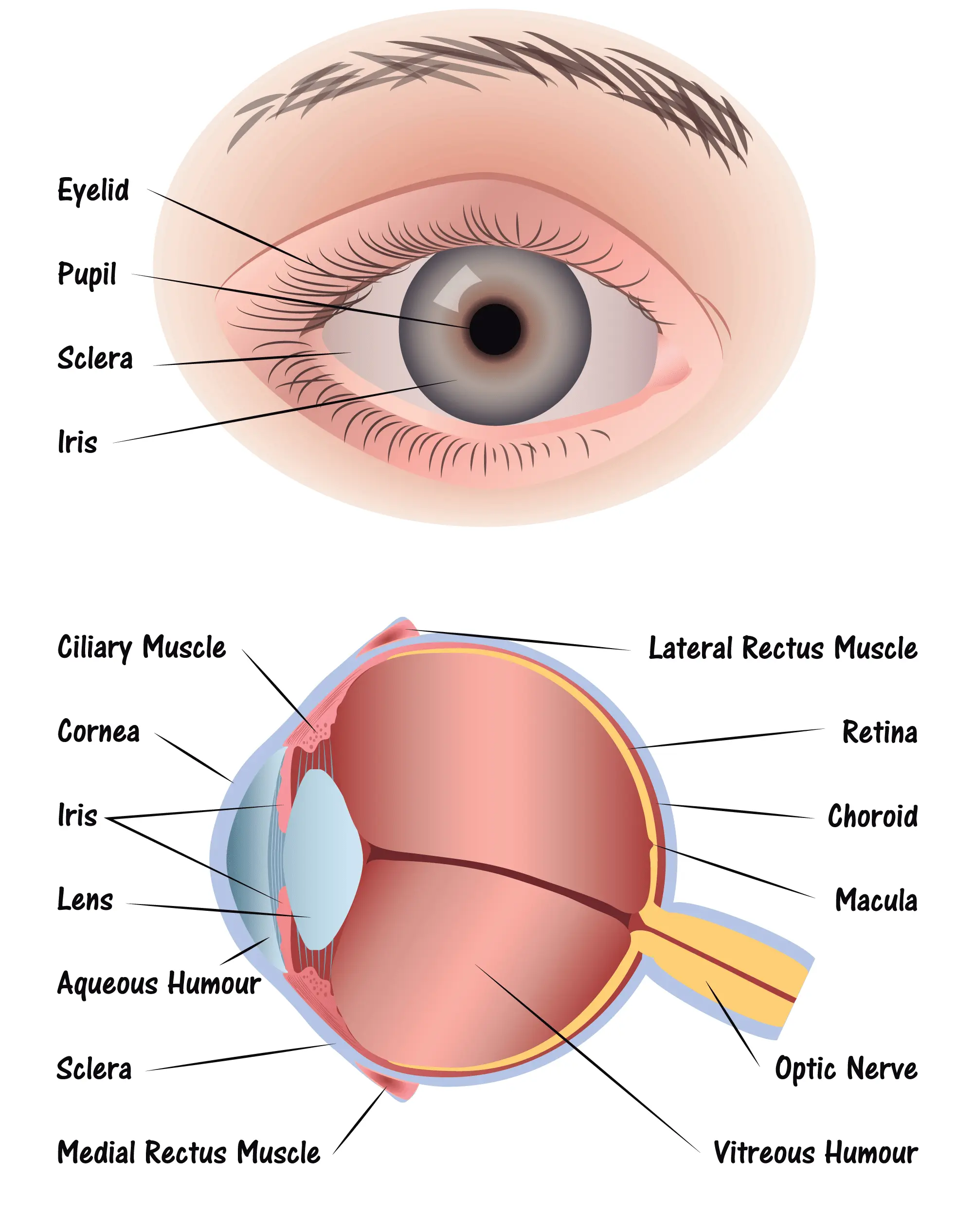 Structure of the eye &#8211; functions, the process of seeing