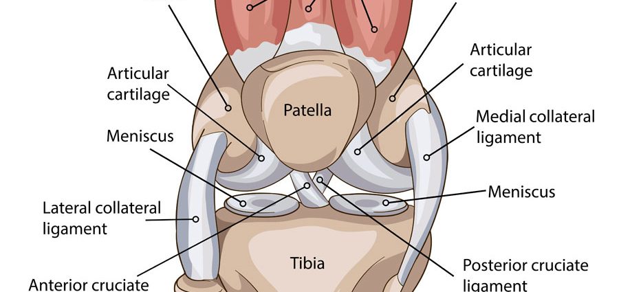 Structure of the knee &#8211; articular surfaces, ligaments, menisci