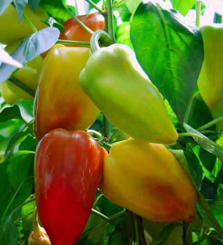 Succinic acid for peppers: application, spraying, dosage