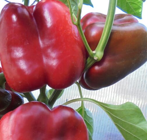 Succinic acid for peppers: application, spraying, dosage