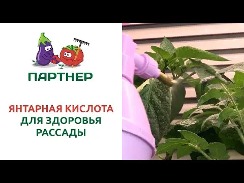 Succinic acid for peppers: application, spraying, dosage