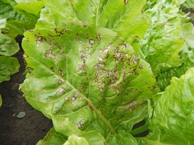 Sugar beet cercosporosis: treatment, control measures, description, photo