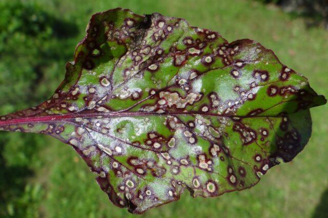 Sugar beet cercosporosis: treatment, control measures, description, photo