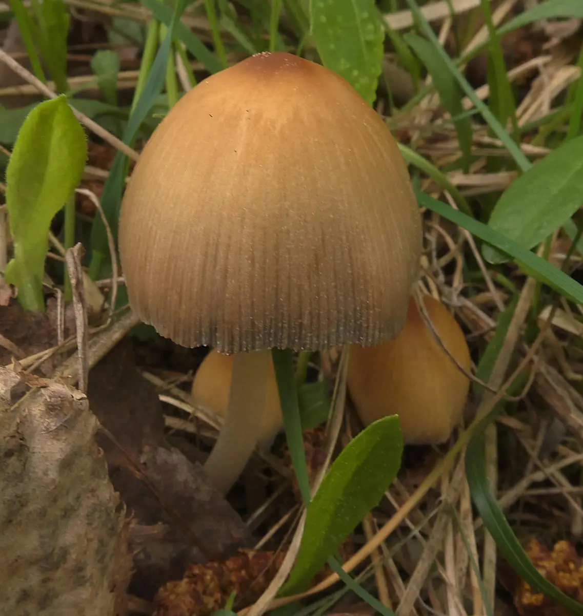 Sugar dung beetle (Coprinellus saccharinus) photo and description